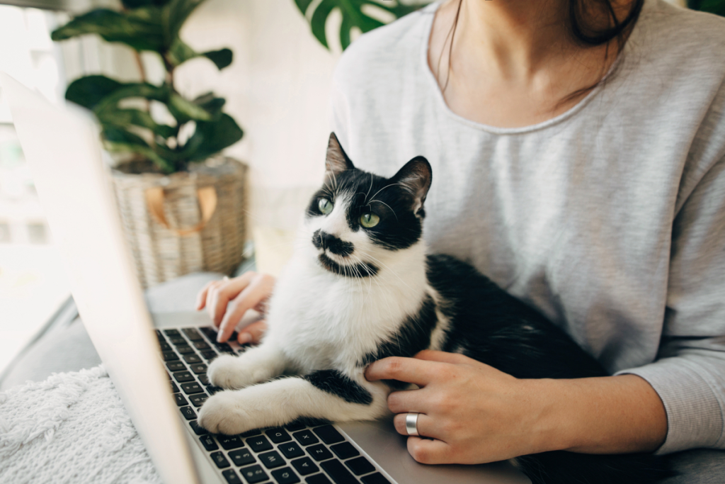 Why does your cat sit on your lap? The science behind it