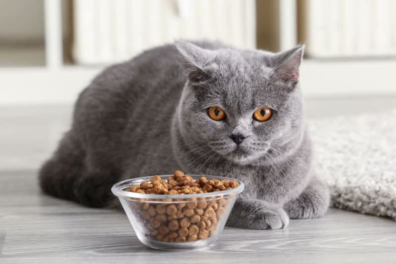 Appetite Stimulants for Cats: What Are They? And How Do They Work?