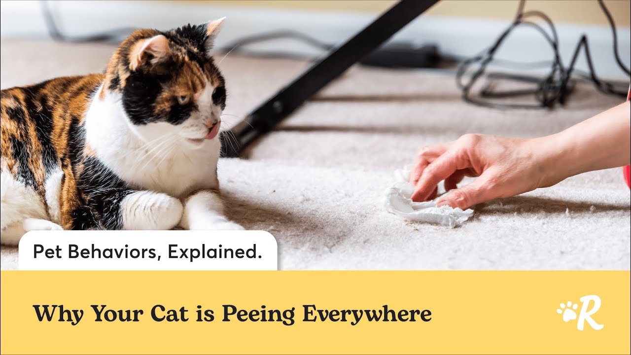 Why is my cat peeing everywhere? Find out the reason and how to fix it