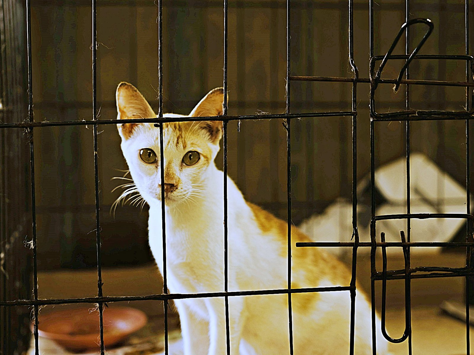 Will cats share a litter box? How to make sure your pets live in harmony